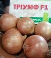Насіння ріпчастої цибулі Тріумф F1, п.о. 250 тис. насінин (Moravoseed) - 2
