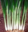 Насіння ріпчастої цибулі Грінпік F1, п.о. 250 тис. насінин (Lark Seeds) - 3