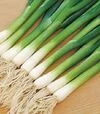 Насіння ріпчастої цибулі Грінпік F1, п.о. 250 тис. насінин (Lark Seeds) - 4