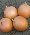 Насіння ріпчастої цибулі Фундадор F1, п.о. 250 тис. насінин (Cora Seeds) - 1