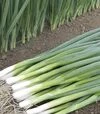 Насіння цибулі батун Капітал, 100 г (Breeding Seeds) - 1