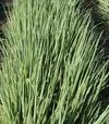 Насіння цибулі батун Капітал, 100 г (Breeding Seeds) - 2
