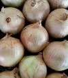 Семена репчатого лука Глобо, 100 г (Semo) - 1