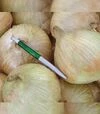 Насіння ріпчастої цибулі Глобо, 100 г (Moravoseed) - 3
