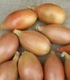 Насіння ріпчастої цибулі Еліста, 100 г (Semo) - 1