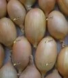 Насіння ріпчастої цибулі Еліста, 100 г (Semo) - 2
