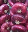 Насіння ріпчастої цибулі Ялтинська, 50 г (Breeding Seeds) - 1