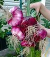 Насіння ріпчастої цибулі Ялтинська, 50 г (Breeding Seeds) - 3