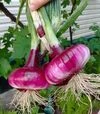 Насіння ріпчастої цибулі Ялтинська, 50 г (Breeding Seeds) - 4