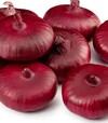 Насіння ріпчастої цибулі Ялтинська, 50 г (Breeding Seeds) - 6