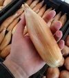Насіння ріпчастої цибулі Тоска, 100 г (Moravoseed) - 1