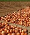 Насіння ріпчастої цибулі Аттіка F1, п.о. 250 тис. насінин (Cora Seeds) - 4