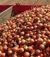 Насіння ріпчастої цибулі Аттіка F1, п.о. 250 тис. насінин (Cora Seeds) - 5