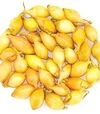Насіння цибулі сіянки Купідо, 10 кг (Broer B.V.) - 2