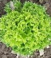 Насіння салату Рекорд, 1 кг (Moravoseed) - 1