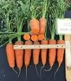 Семена моркови Керри F1, п.е. 100 тыс. семян (Innova Seeds) - 4