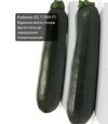 Семена кабачка SQ 11009 F1, п.е. 500 семян (Sakata) - 2
