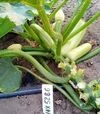 Насіння кабачка Ренді F1 (INX 5286), п.о. 500 насінин (Innova Seeds) - 4