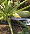 Насіння кабачка Ренді F1 (INX 5286), п.о. 500 насінин (Innova Seeds) - 7