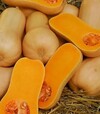 Насіння гарбузу Лізард F1, п.о. 1 тис. насінин (United Genetics) - 1