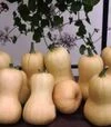 Насіння гарбузу Лиция, 100 г (Moravoseed) - 2