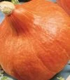 Насіння гарбузу Ухики Кури, 100 г (Moravoseed) - 1