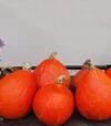 Насіння гарбузу Ухики Кури, 100 г (Moravoseed) - 2
