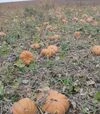 Насіння гарбузу Вест, 500 г (Lark Seeds) - 2