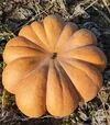 Насіння гарбузу Вест, 500 г (Lark Seeds) - 5