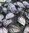 Семена базилика Виолет Кинг F1, 50 г (Spark Seeds) - 2