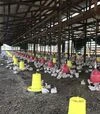 Поїлка дзвінкова автоматична River Systems для дорослої птиці 60-80 голів - 7