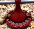Годівниця для птиці bEST, 2,1 кг - 13