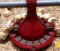 Годівниця для птиці bEST, 2,1 кг - 2