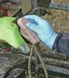 Набір Kulzer Technovit-2-Bond для лікування копит - 7