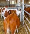 Щітка-чесалка Kerbl Texas для худоби - 2