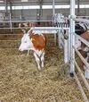 Щітка-чесалка Kerbl Texas для худоби - 3