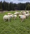 Ремень маркировочный для контроля оплодотворения овцематок - 2
