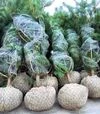 Сітка для обмотки комів Преміум, 1,2 мм, 40 см - 2