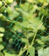 Сетка от птиц Nortene Intermas Birdnet, 4x100 м - 2