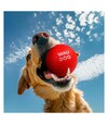 Іграшка для собак WAUDOG Fun Red Ball М'яч, 7 см - 5