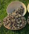 Сушеная сморчковая шапочка Полисянка, 50 г - 1