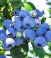 Саженец голубики Бонус ЗКС 1г 0,5л - 2