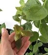 Саджанець лохини Спартан ЗКС 1р 0,5л - 2