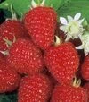 Саженец малины Зюгана ЗКС 1г 0,5л - 1