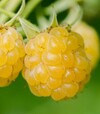 Саженец малины желтой ЗКС 1г 0,5л - 2