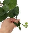 Саджанець ожини Дойл ЗКС 2р 1,5-2л - 4