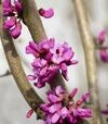 Саджанець церциса (багряника) китайського Ейвондел ЗКС 10л h60-80 - 5