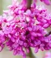 Саджанець церциса (багряника) китайського Ейвондел ЗКС 10л h60-80 - 6