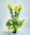 Саджанець гортензії волотистої Літтл Альф ЗКС 7,5л - 1