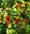 Саженец кизильника гибридного Скогхольм ЗКС 5л - 6